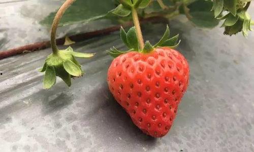 国产草莓在线,甜蜜滋味,绿色健康新选择 第2张 国产草莓在线,甜蜜滋味,绿色健康新选择 第2张